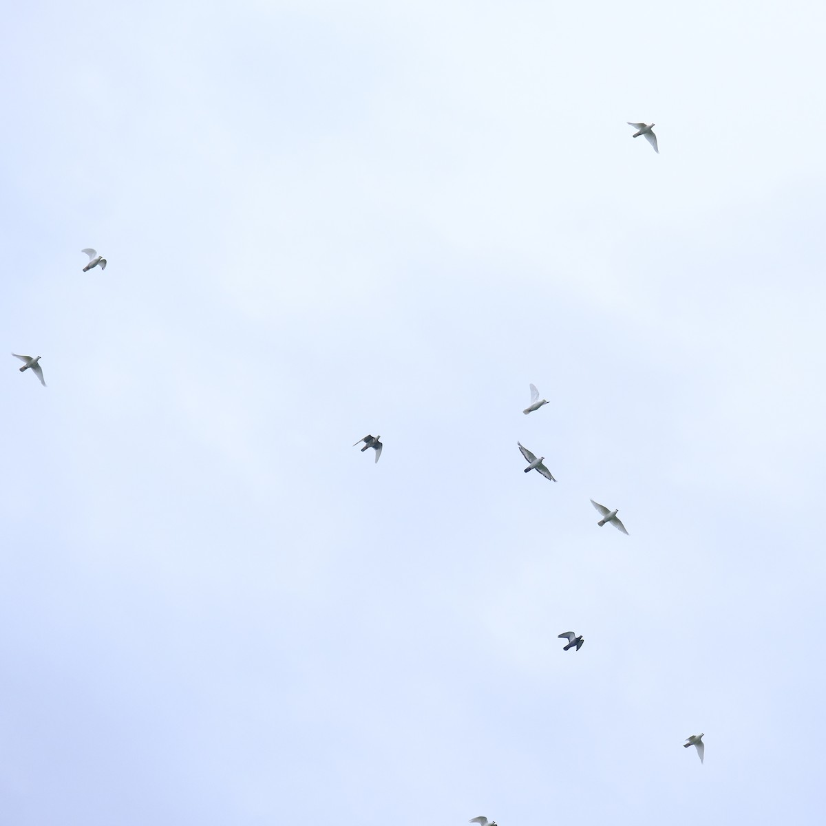 Rock Pigeon (Feral Pigeon) - Kuan Chia Hsiu