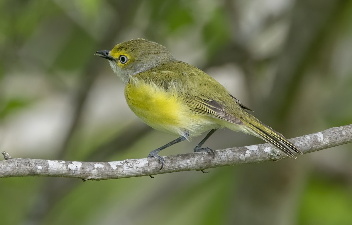 White-eyed Vireo - Iris Kilpatrick