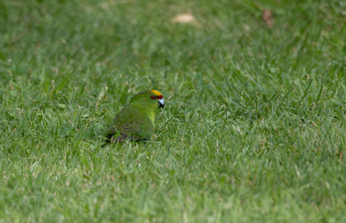 Yellow-crowned Parakeet - Ben Ackerley