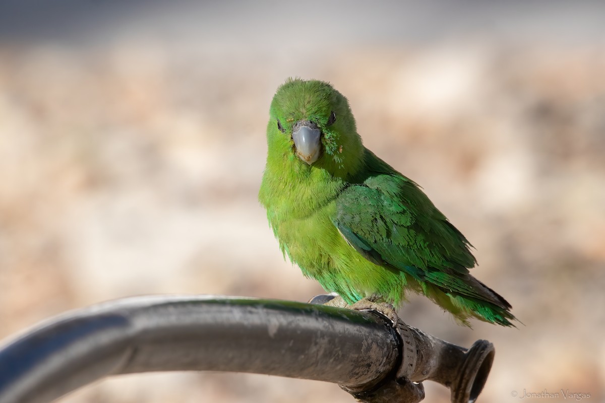 Blaubürzel-Sperlingspapagei (insularis) - ML619382521