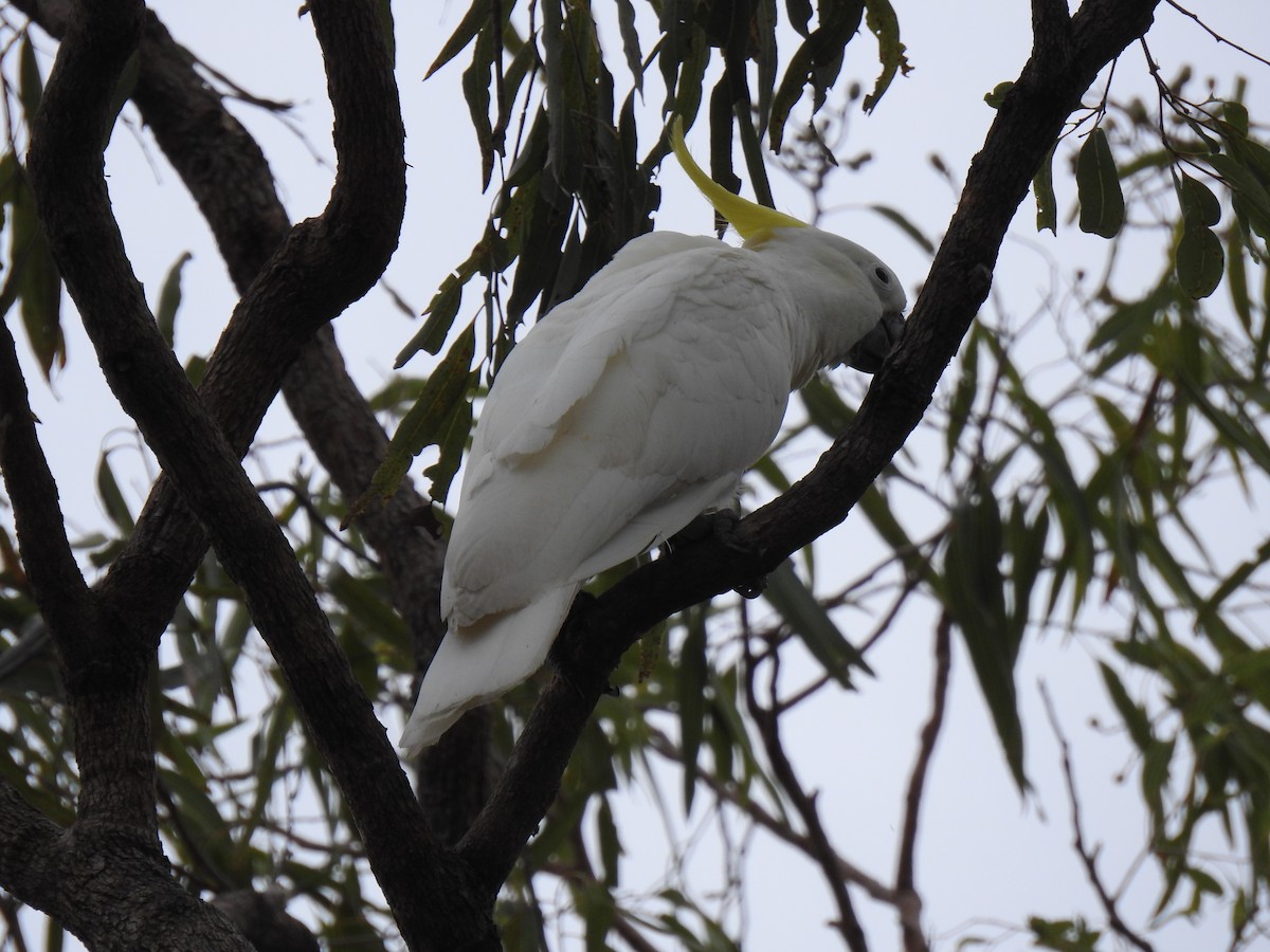 Sulphur-crested Cockatoo - Monica Mesch