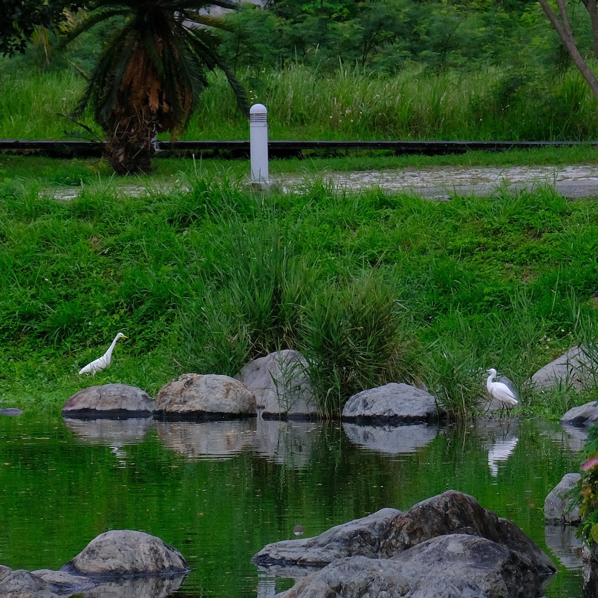 Little Egret - Kuan Chia Hsiu