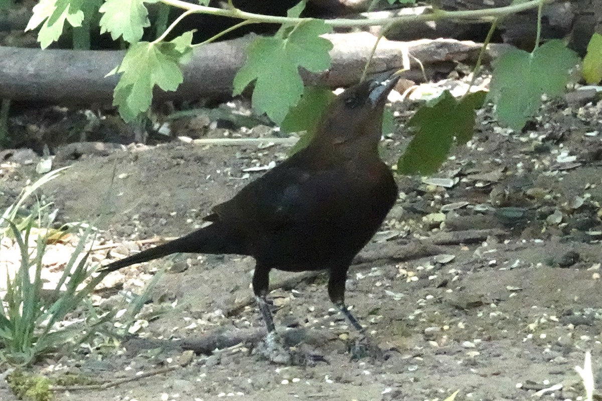 Bronzed Cowbird - Gilbert Bouchard