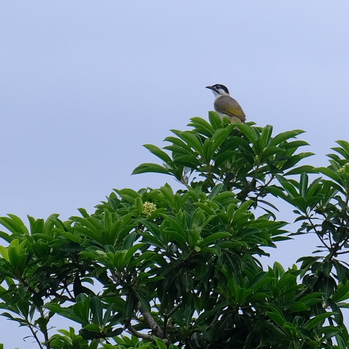 Styan's Bulbul - Kuan Chia Hsiu