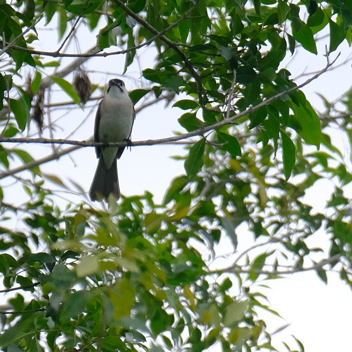 Styan's Bulbul - Kuan Chia Hsiu