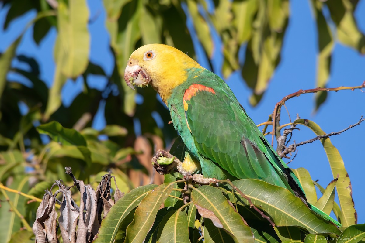 Yellow-headed Parrot (Tres Marias Is.) - Jonathan Vargas