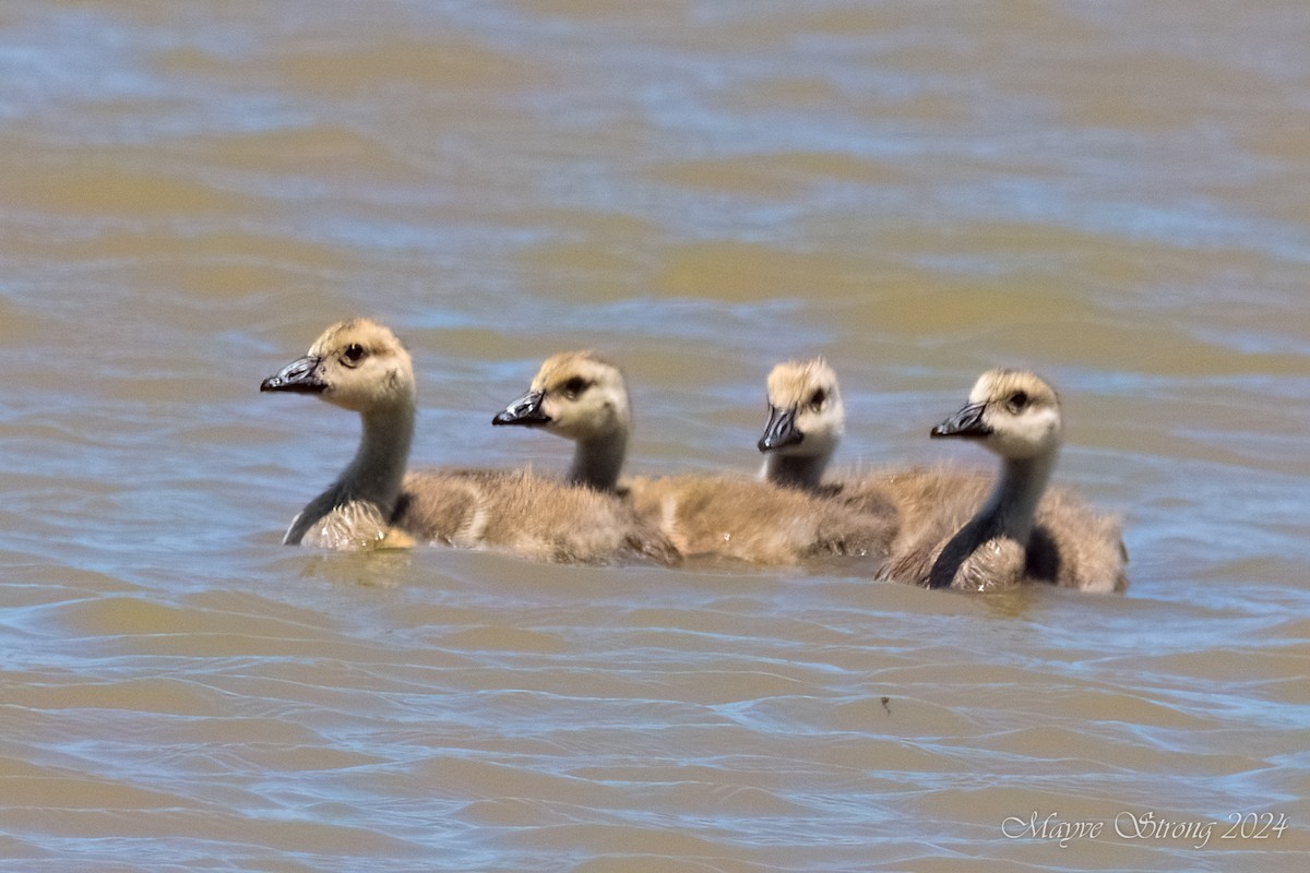 Canada Goose - Mayve Strong