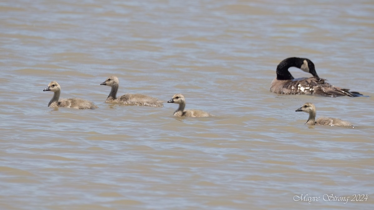 Canada Goose - Mayve Strong