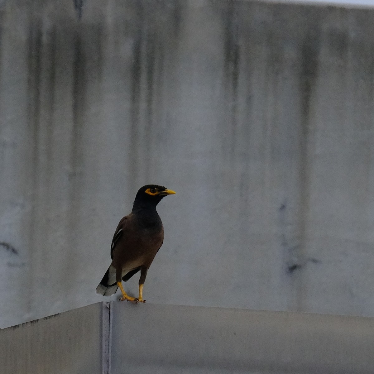 Common Myna - Kuan Chia Hsiu