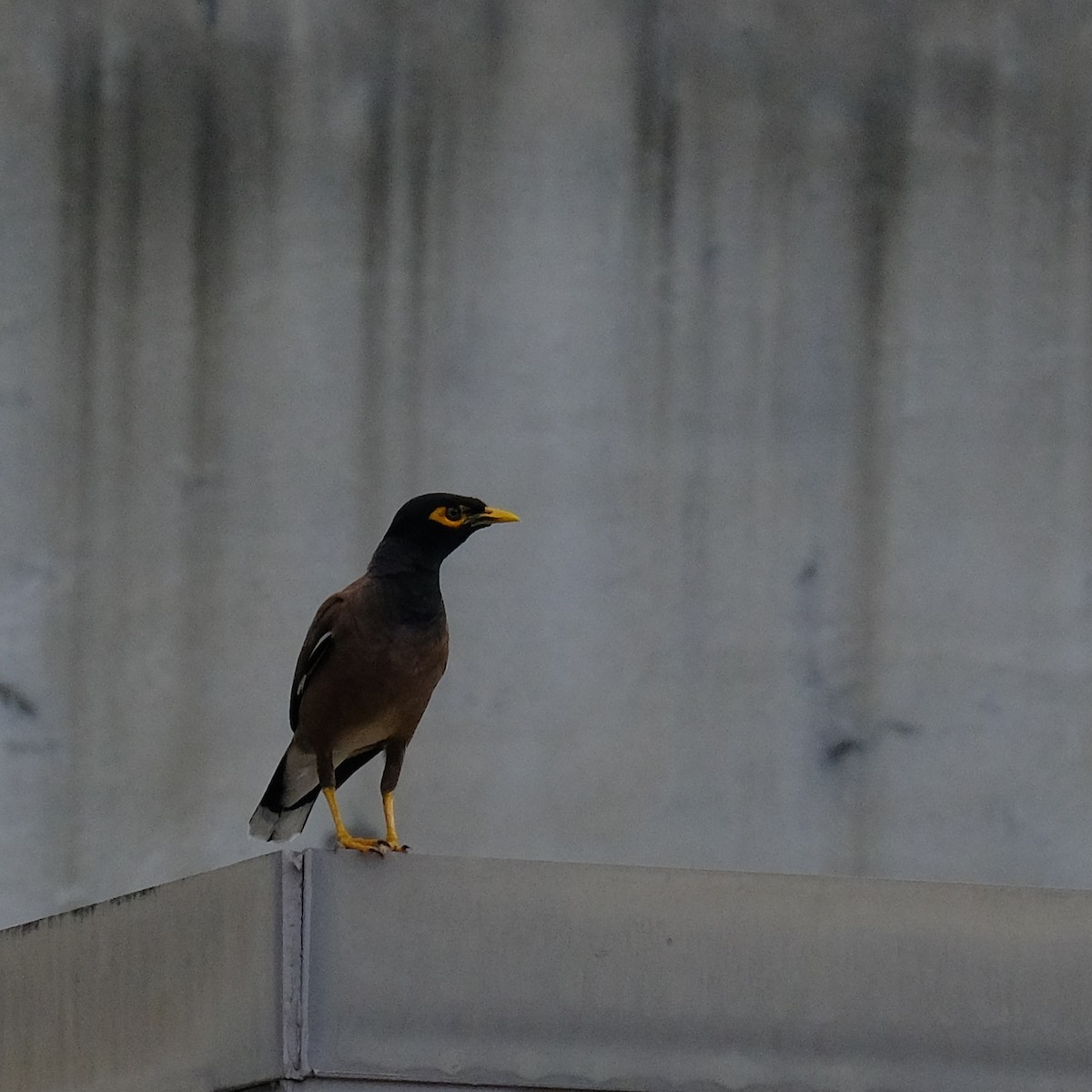 Common Myna - Kuan Chia Hsiu