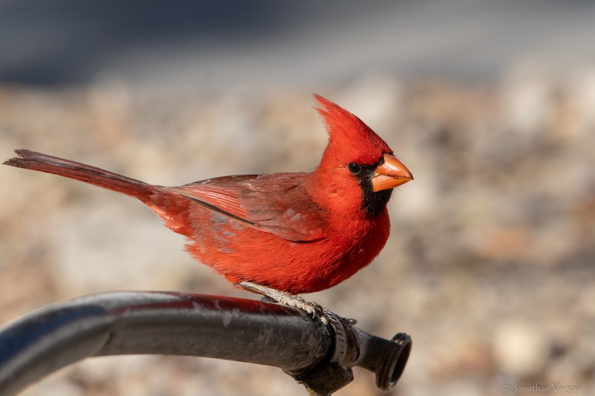 Northern Cardinal - Jonathan Vargas