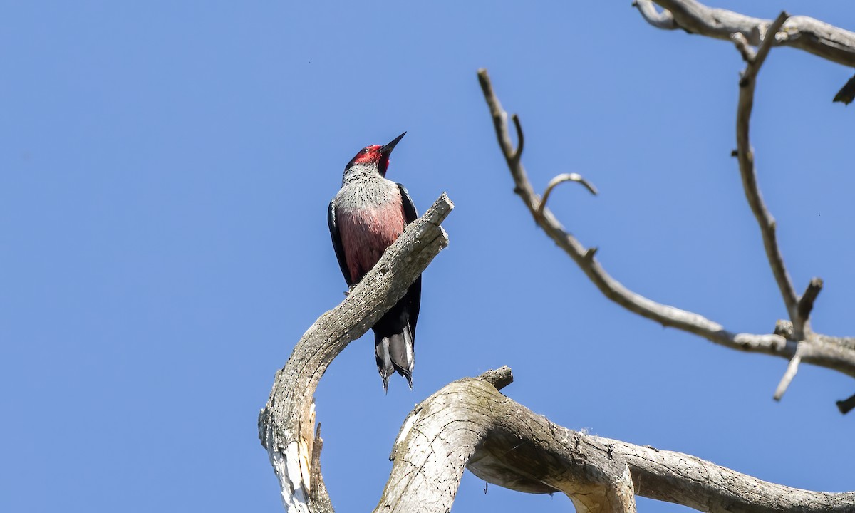 Lewis's Woodpecker - Paul Fenwick