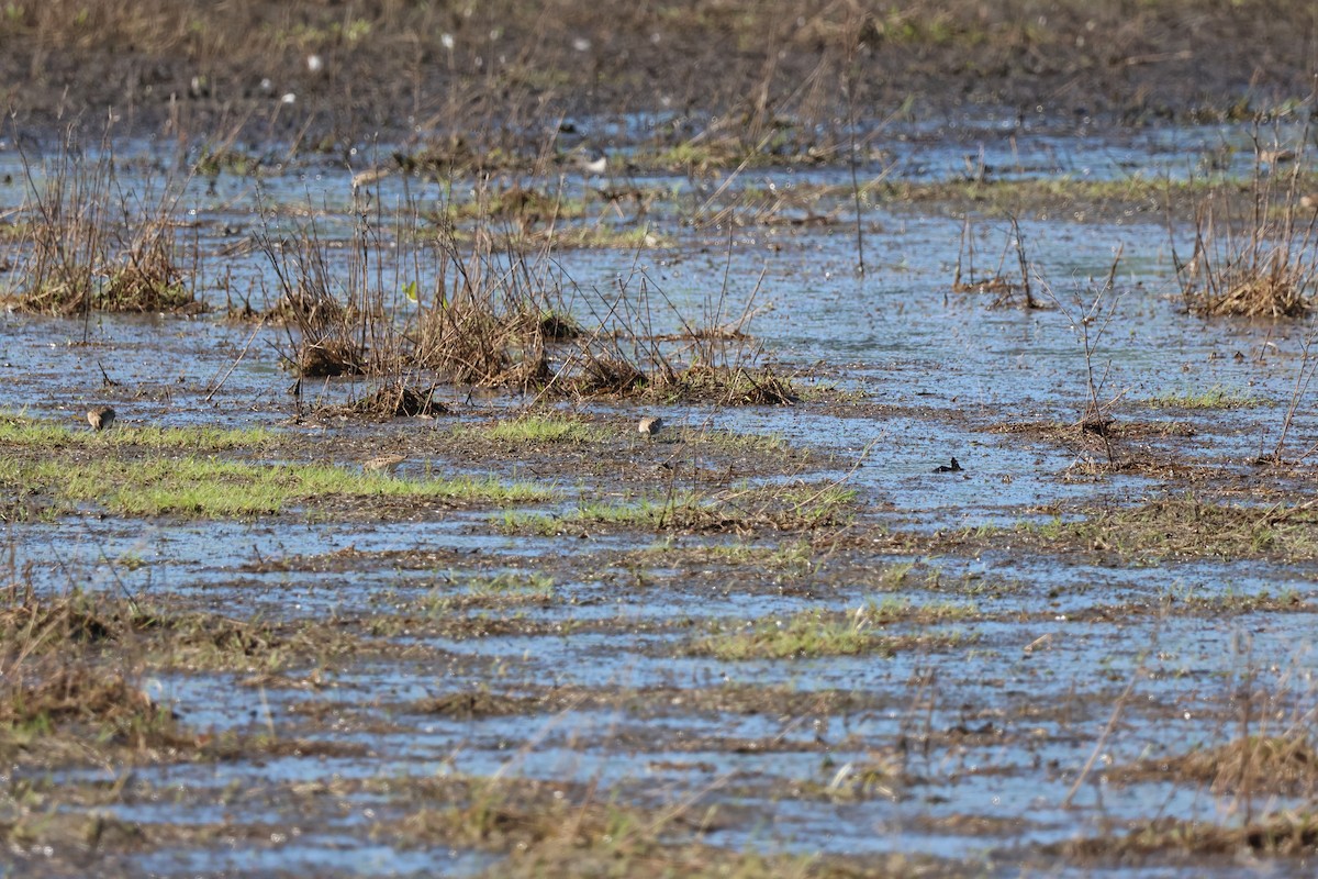 Least Sandpiper - Jody  Wells