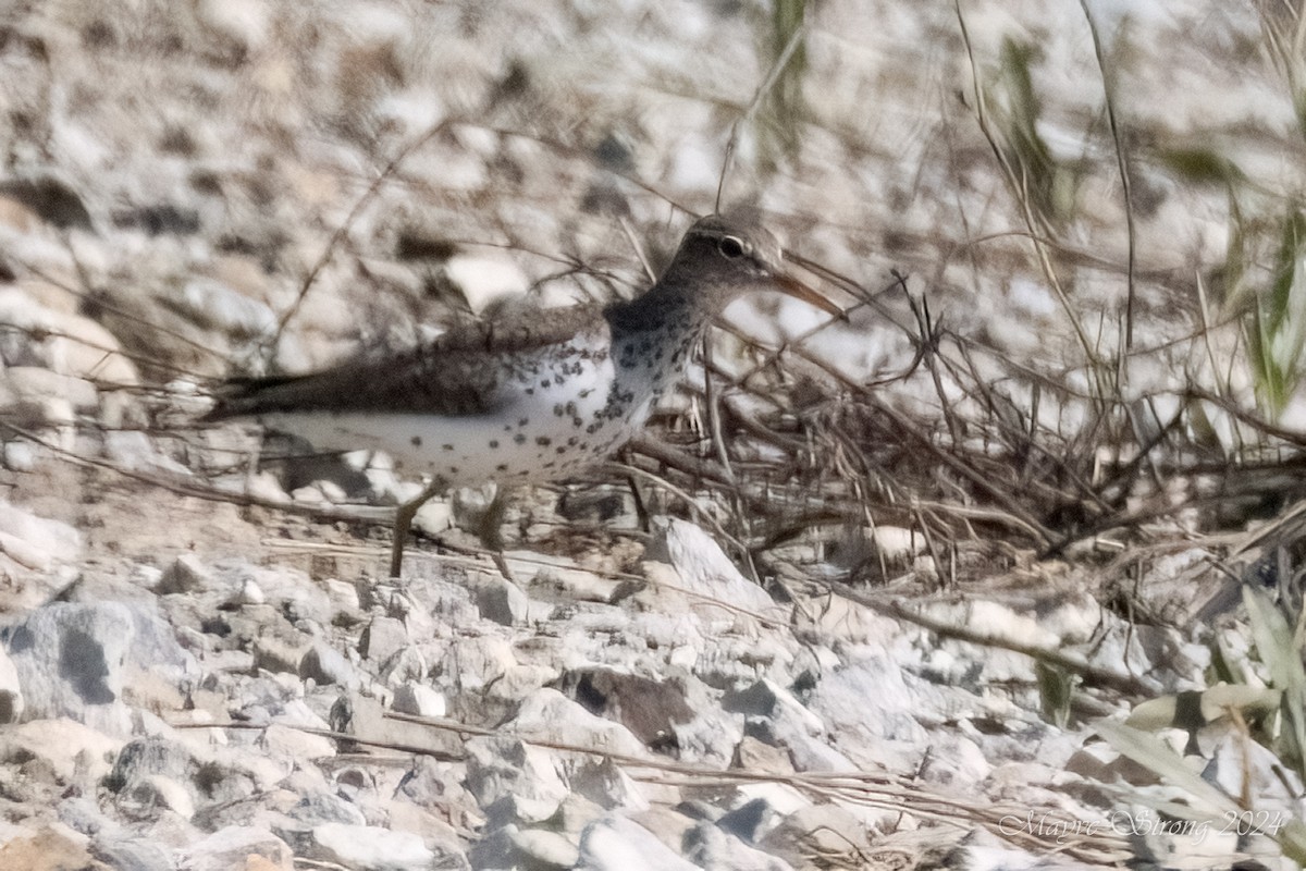 Spotted Sandpiper - Mayve Strong