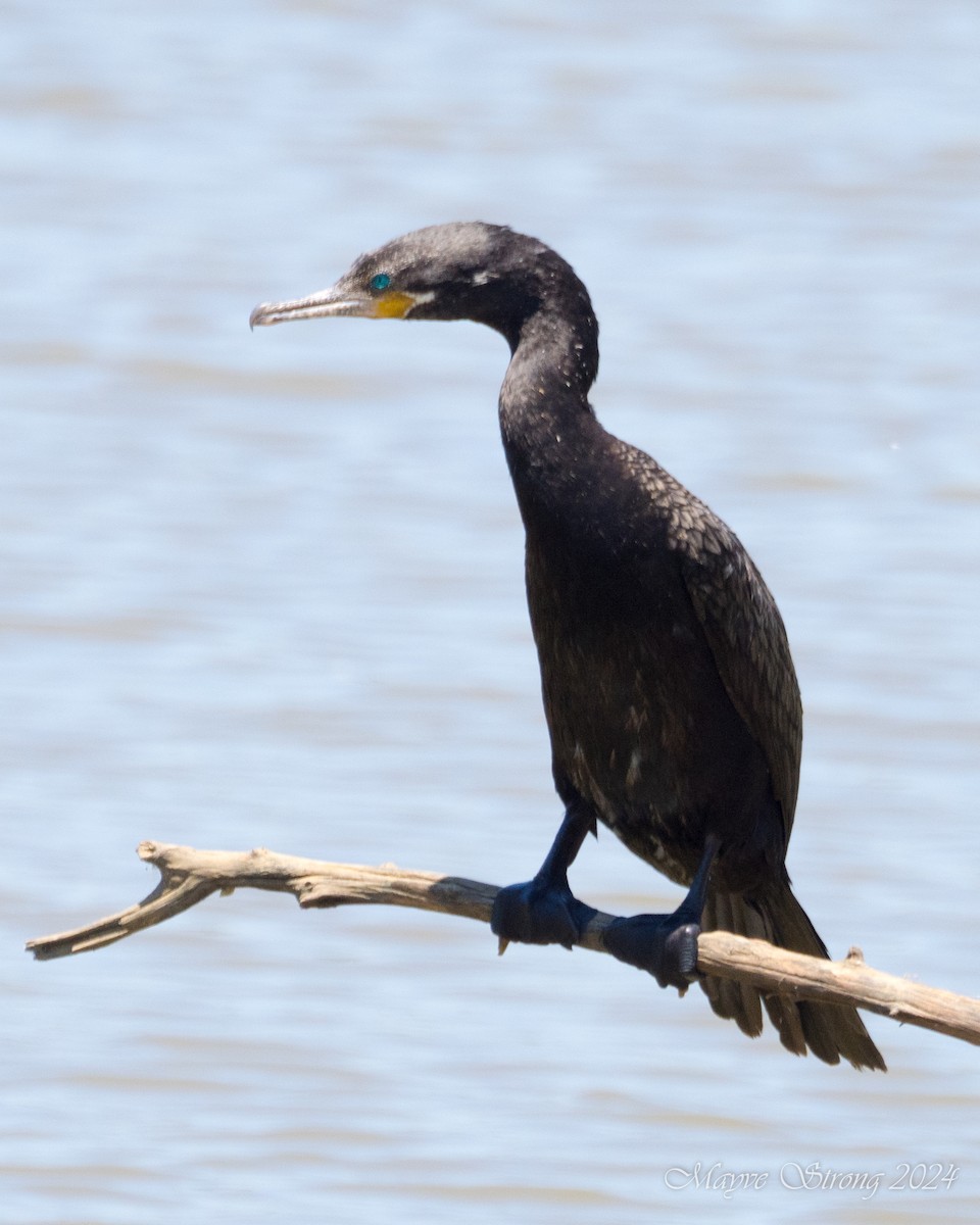 Neotropic Cormorant - Mayve Strong