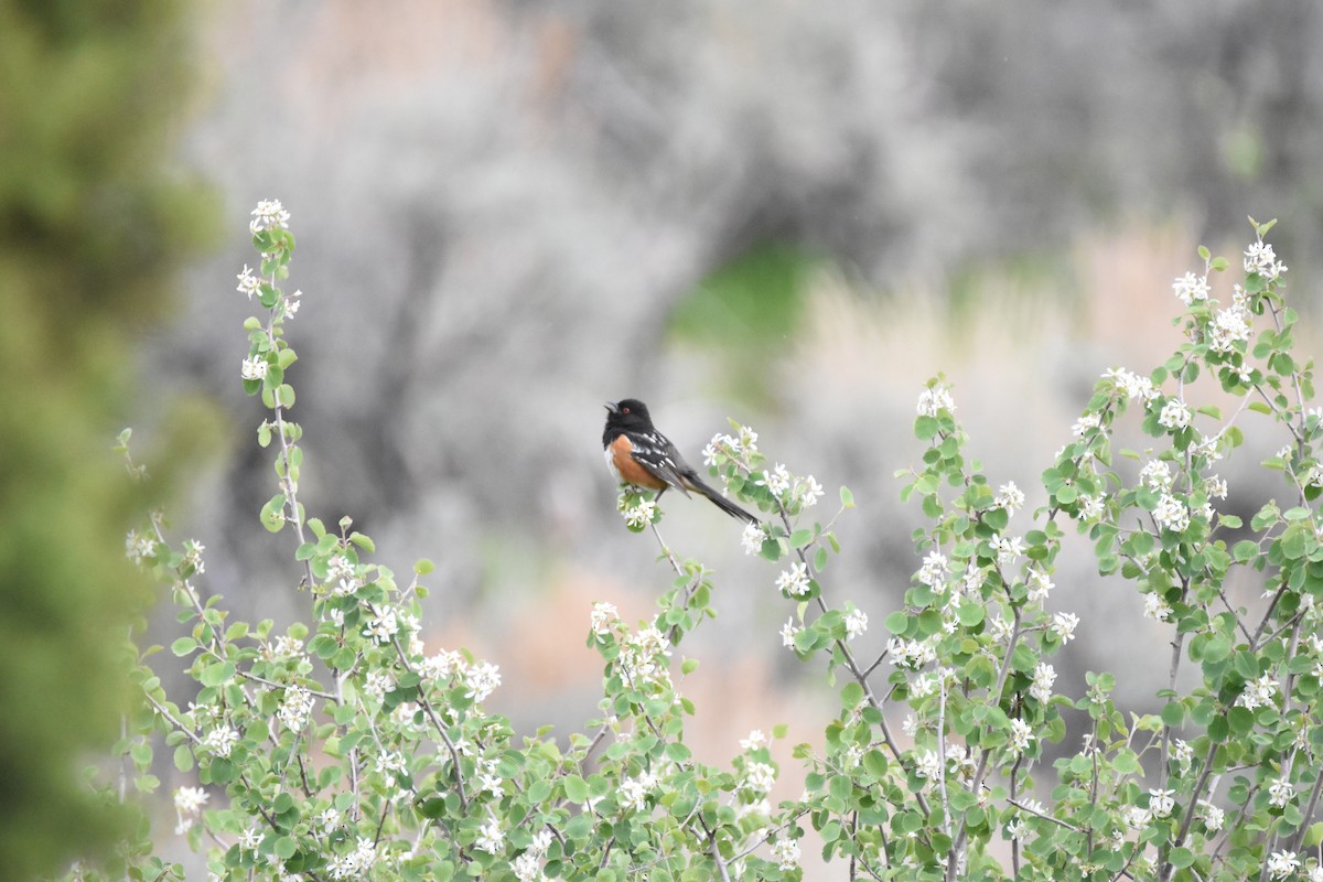 Spotted Towhee - Patrick McAtee