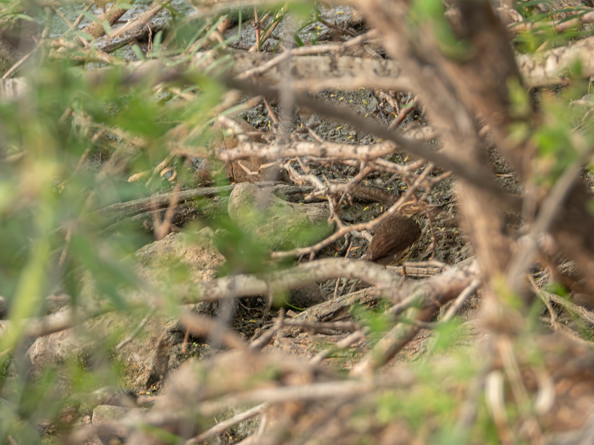 Northern Waterthrush - Jose Sanchez