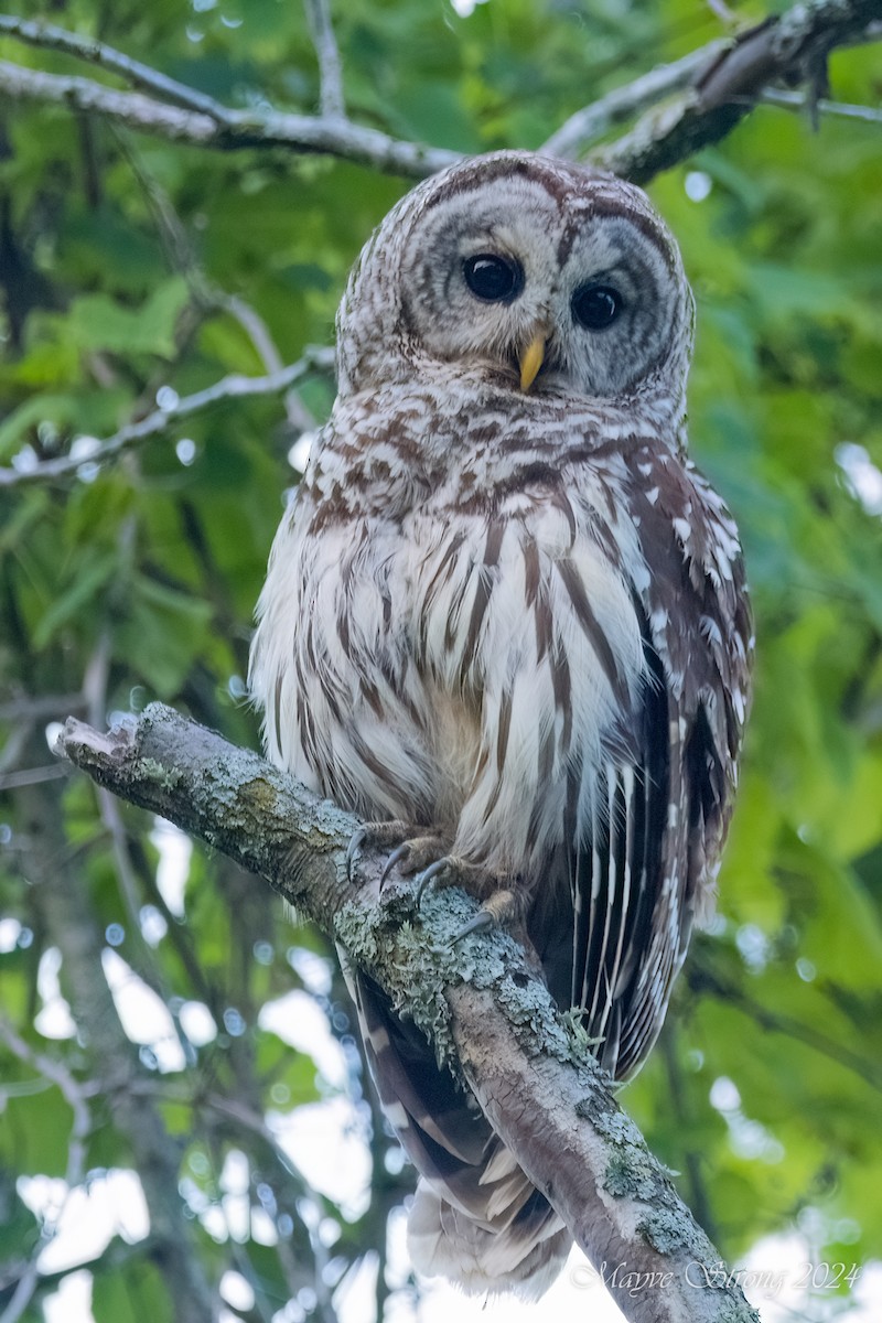 Barred Owl - Mayve Strong