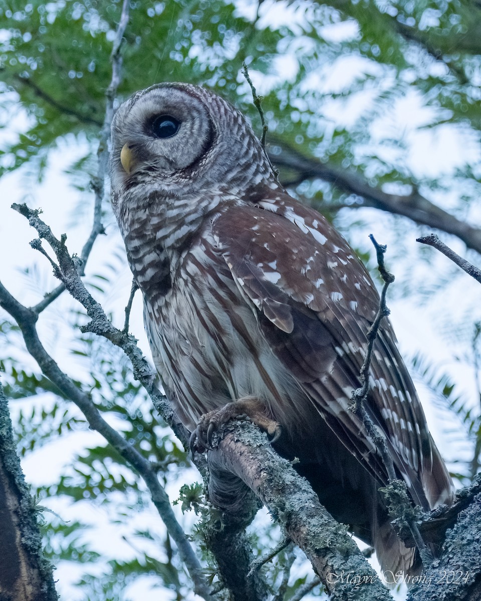 Barred Owl - Mayve Strong