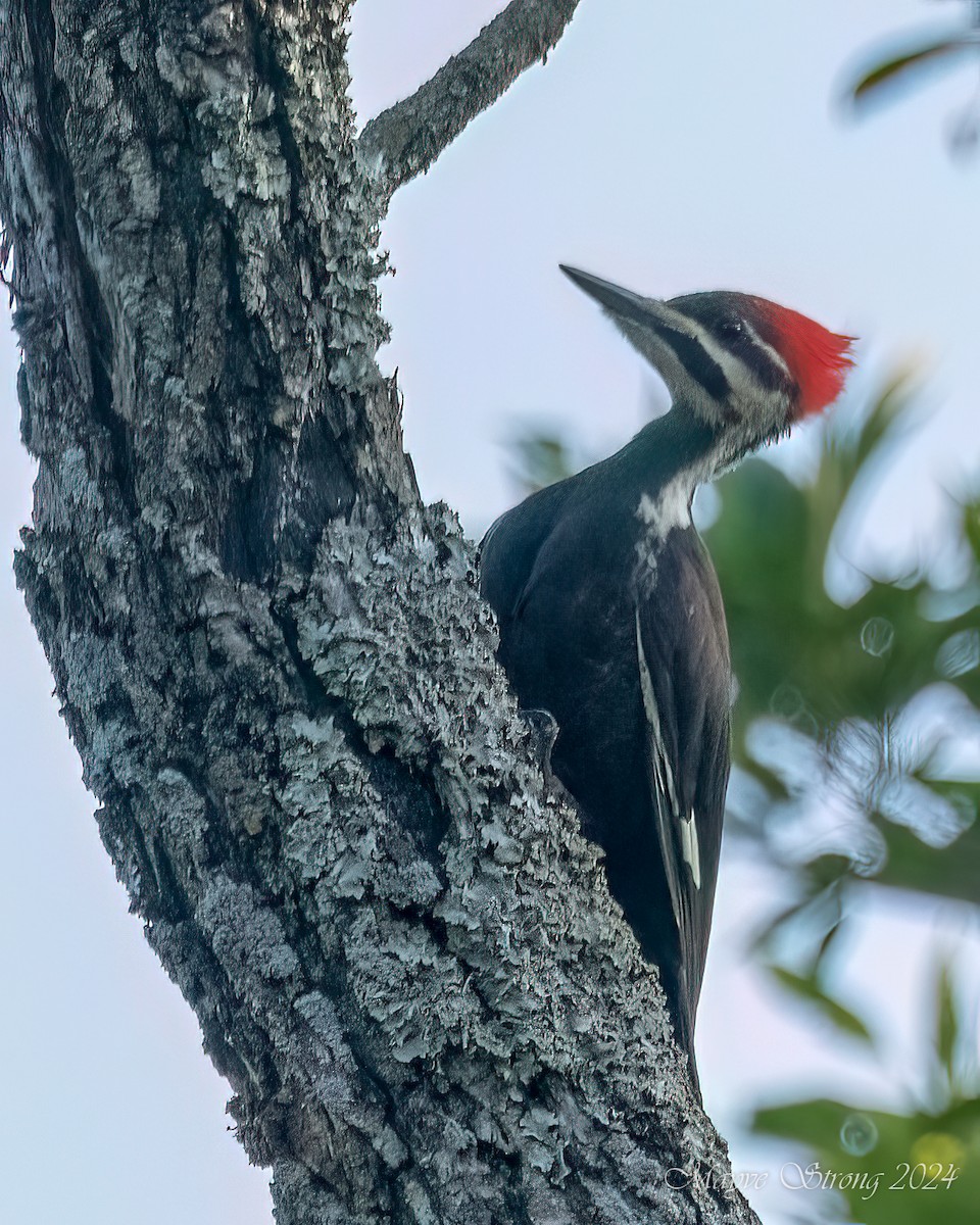 Pileated Woodpecker - Mayve Strong
