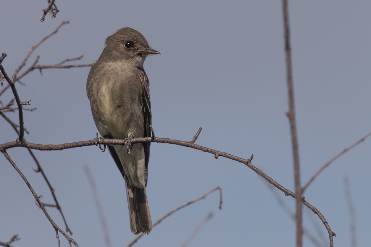 Western Wood-Pewee - Barry Porter