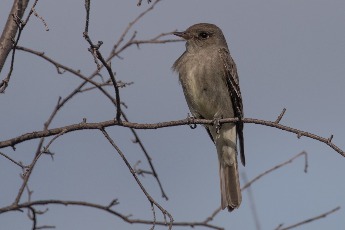 Western Wood-Pewee - Barry Porter