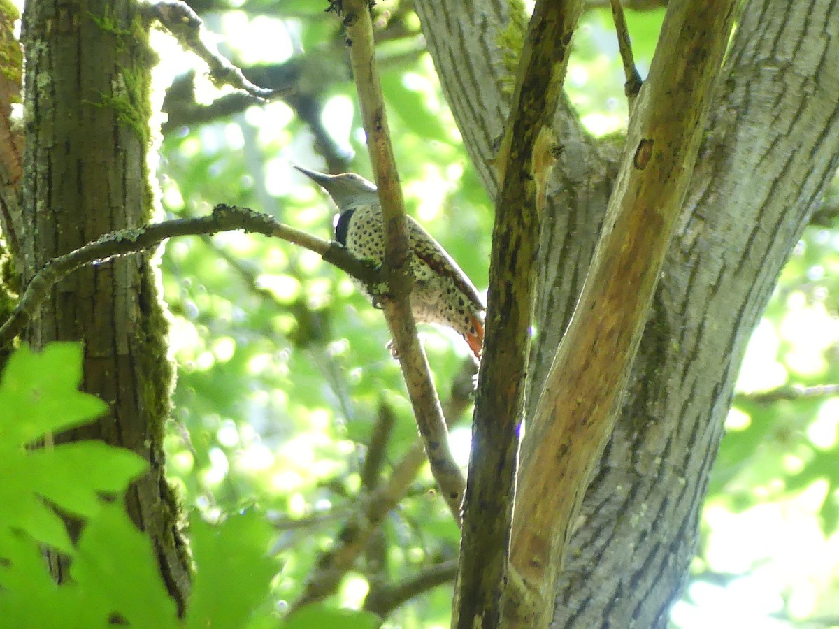 Northern Flicker - ML619382659