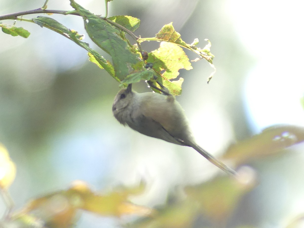 Bushtit - ML619382667