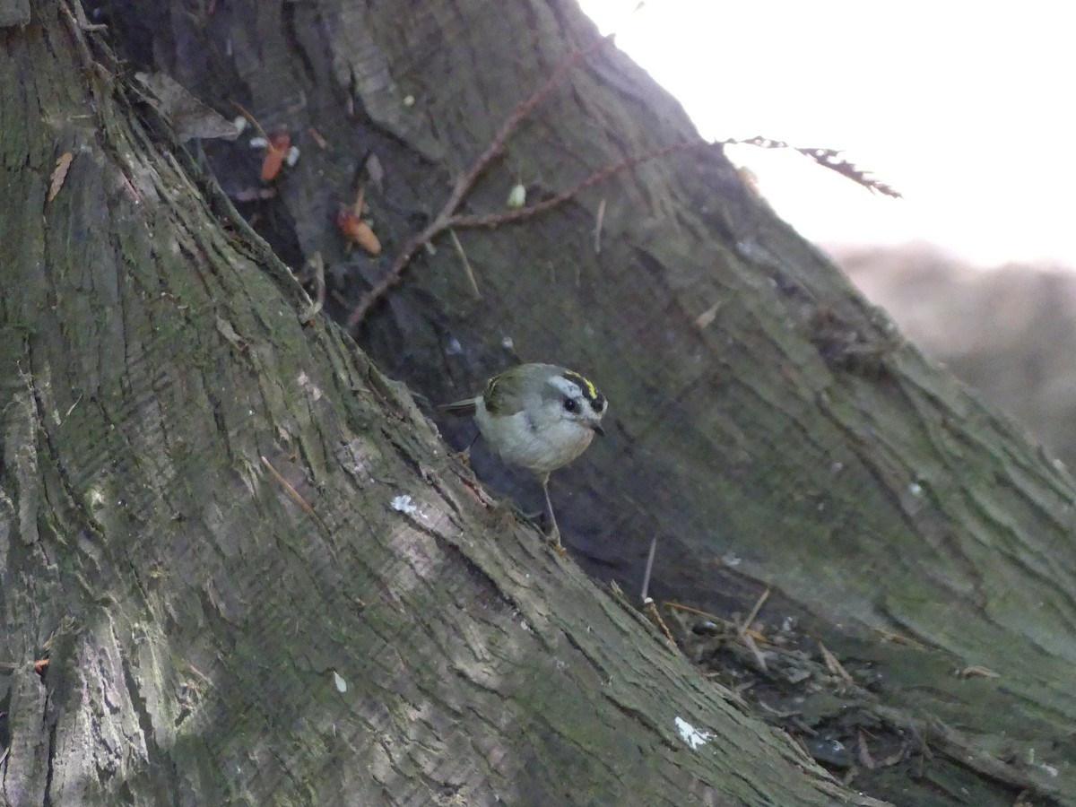 Golden-crowned Kinglet - ML619382671