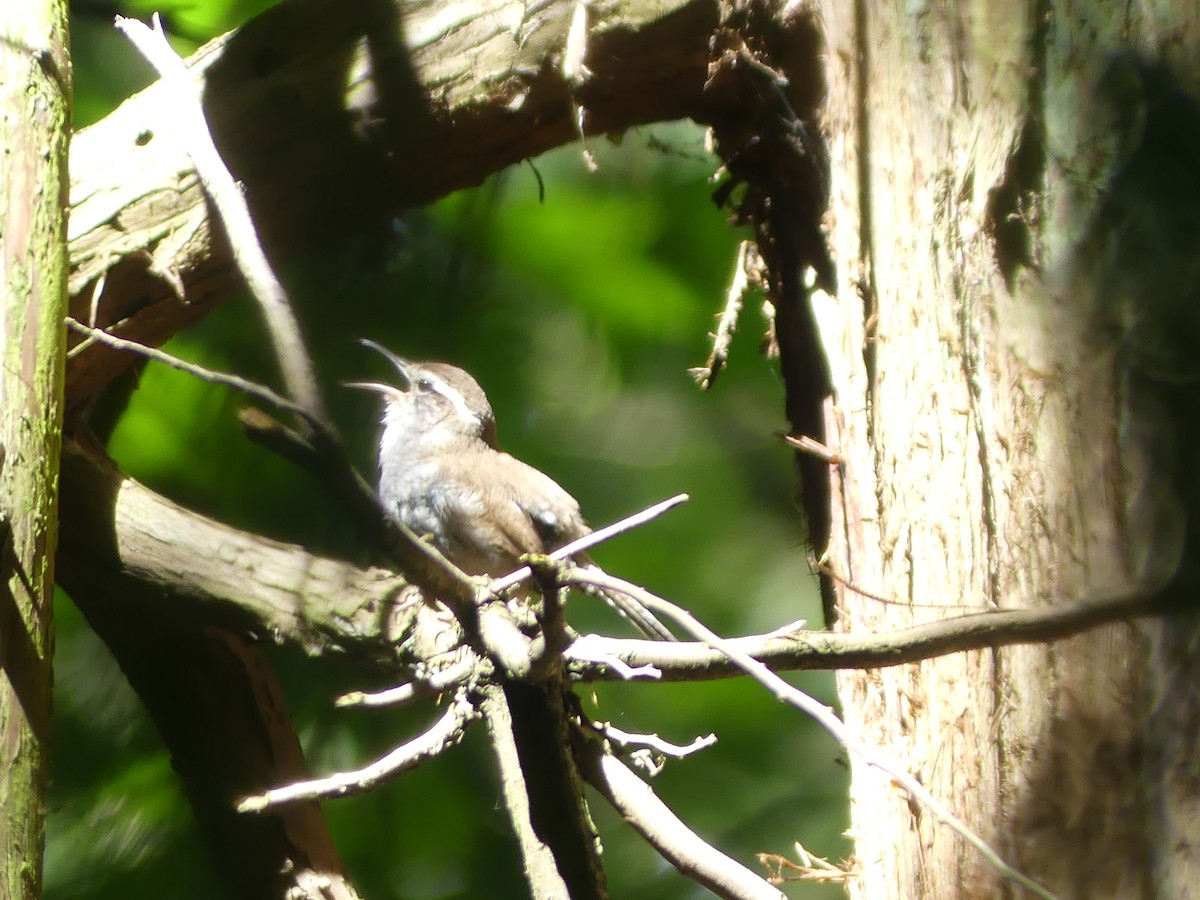 Bewick's Wren - ML619382673