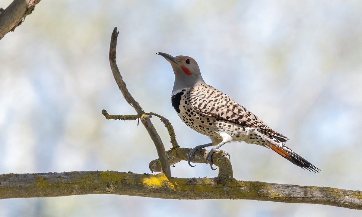 Northern Flicker (Red-shafted) - Paul Fenwick