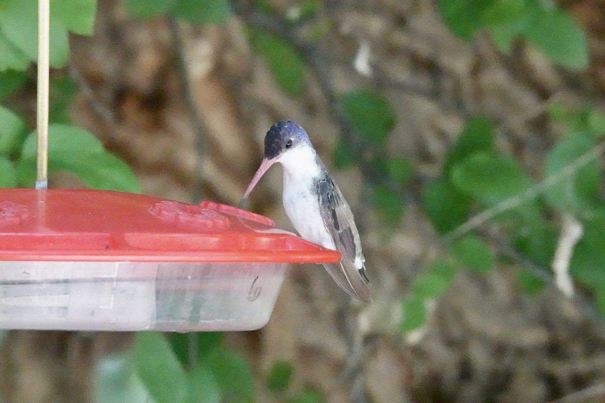 Violet-crowned Hummingbird - Gilbert Bouchard