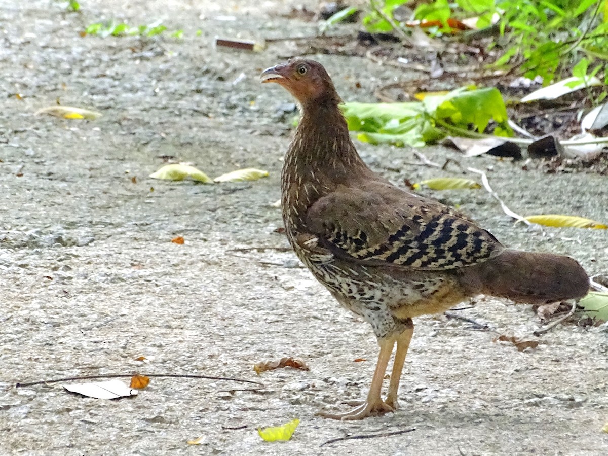 Sri Lanka Junglefowl - ML619382718