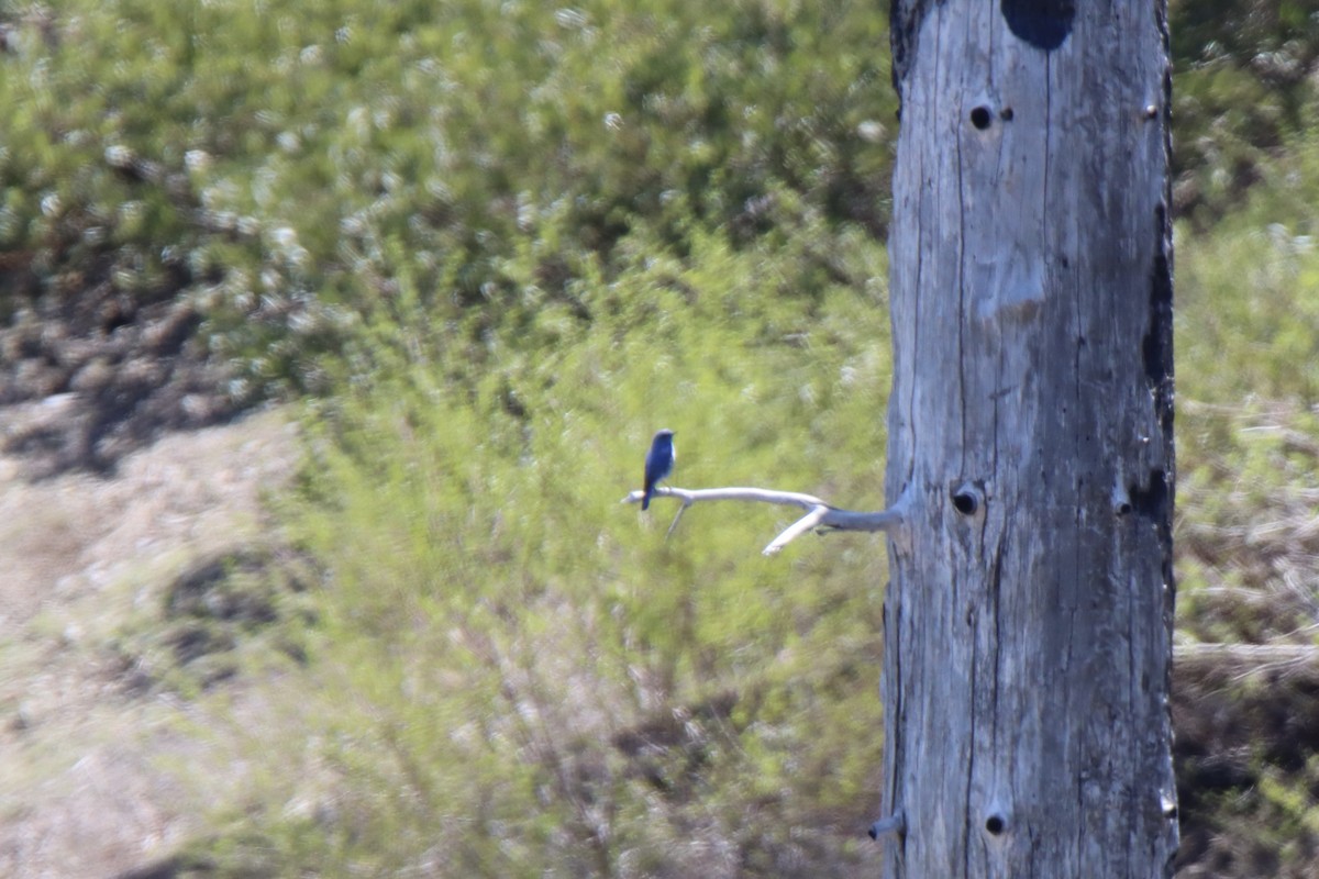 Mountain Bluebird - Lucas Brug