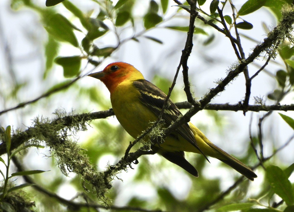 Western Tanager - John Paul