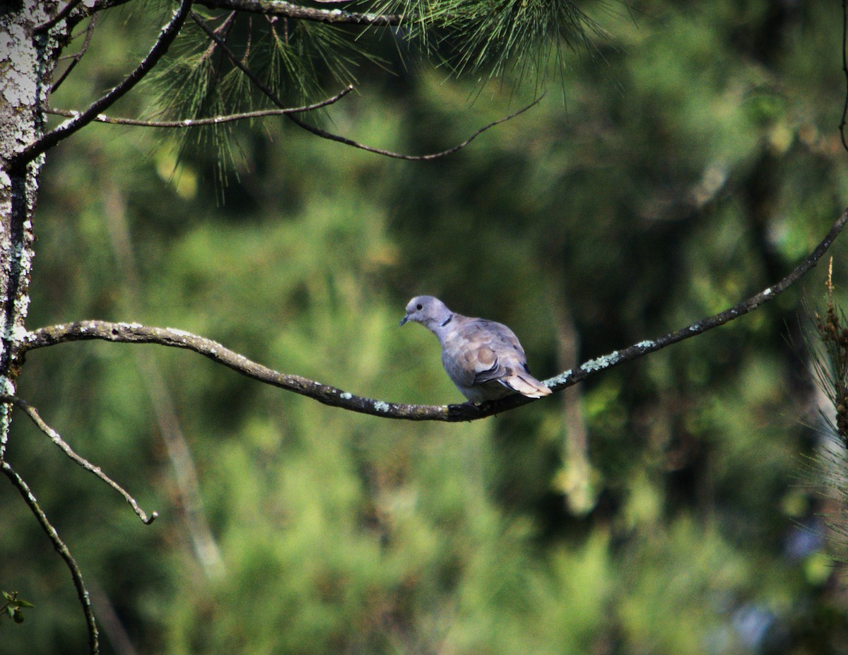 Eurasian Collared-Dove - SILVERIO MENCHU Birdwatching Totonicapan