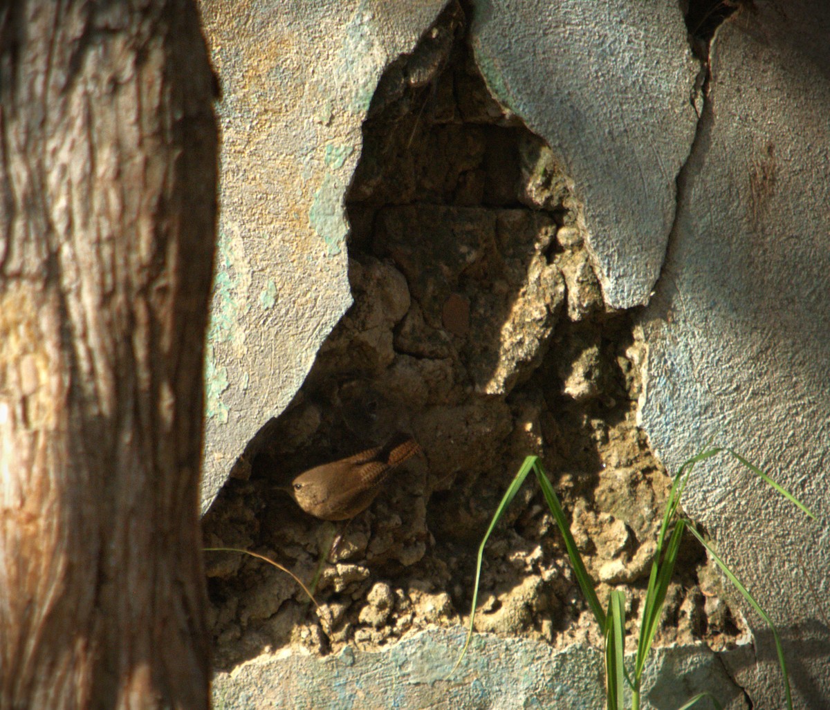 Southern House Wren - ML619382738