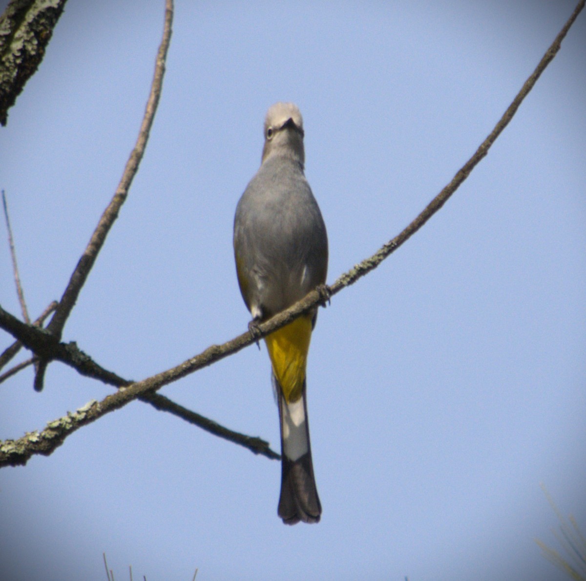 Gray Silky-flycatcher - SILVERIO MENCHU Birdwatching Totonicapan