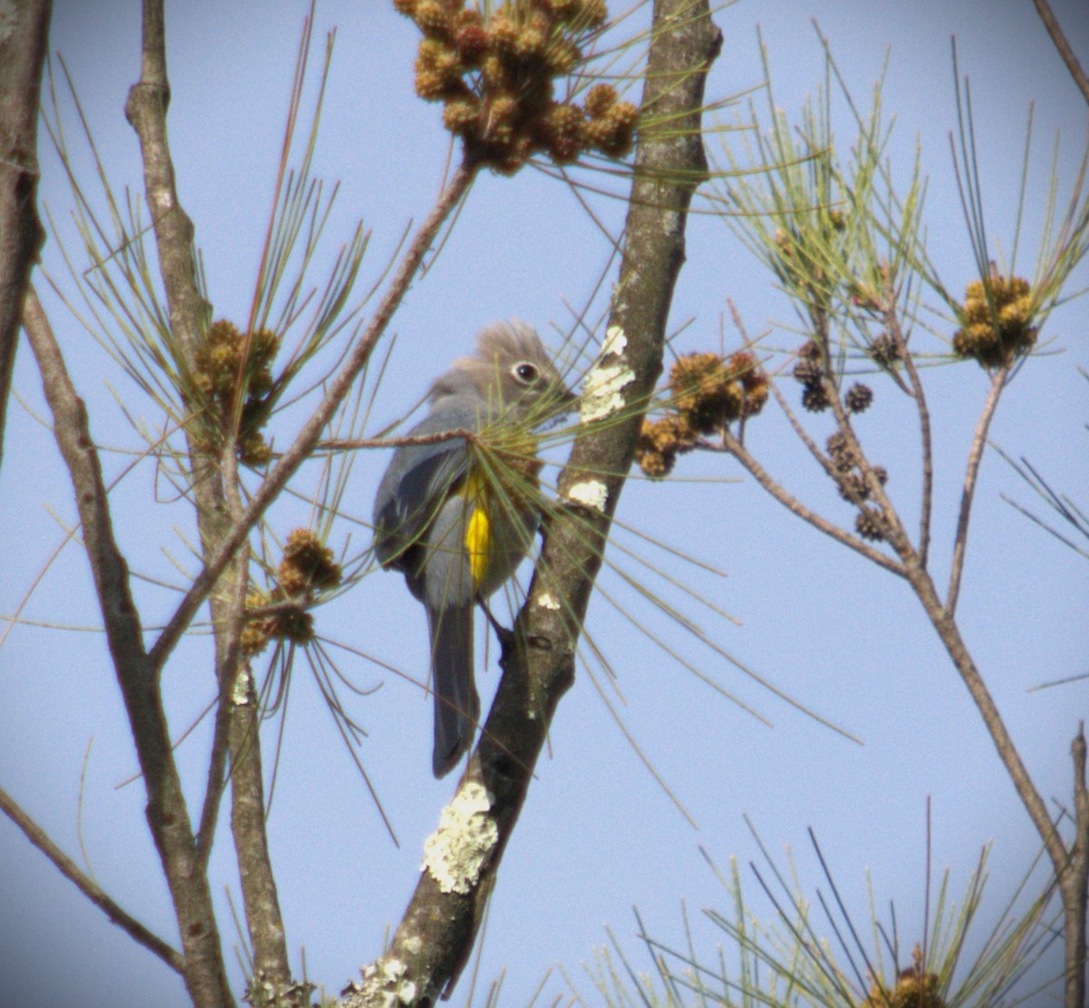 Gray Silky-flycatcher - ML619382742