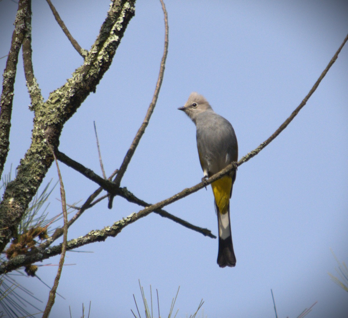 Gray Silky-flycatcher - SILVERIO MENCHU Birdwatching Totonicapan