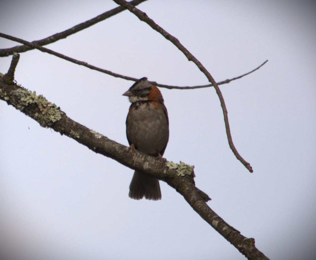 Rufous-collared Sparrow - SILVERIO MENCHU Birdwatching Totonicapan