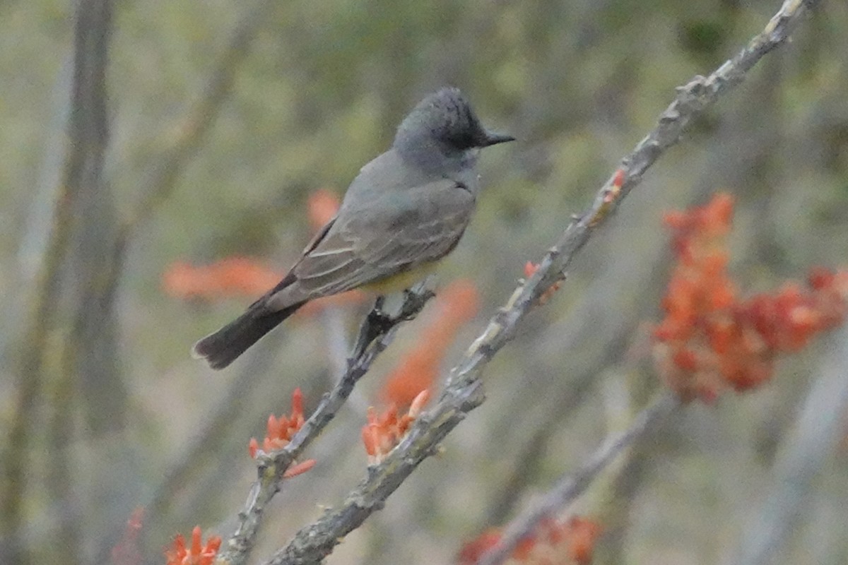 Cassin's Kingbird - Gilbert Bouchard