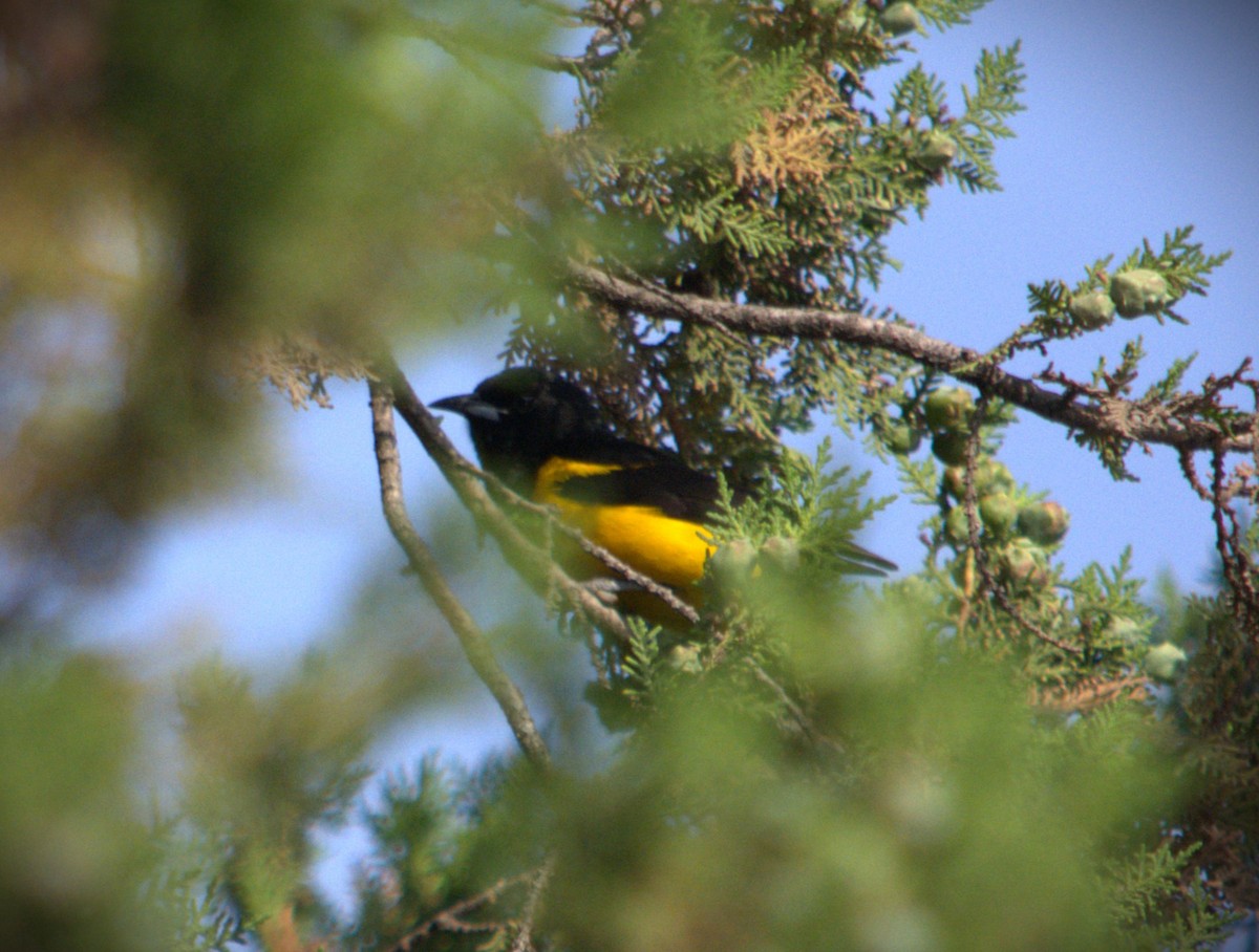 Black-vented Oriole - ML619382750