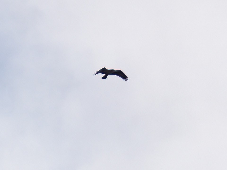 Osprey (carolinensis) - Patrick McGill