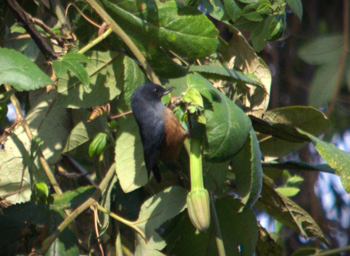 Cinnamon-bellied Flowerpiercer - ML619382761