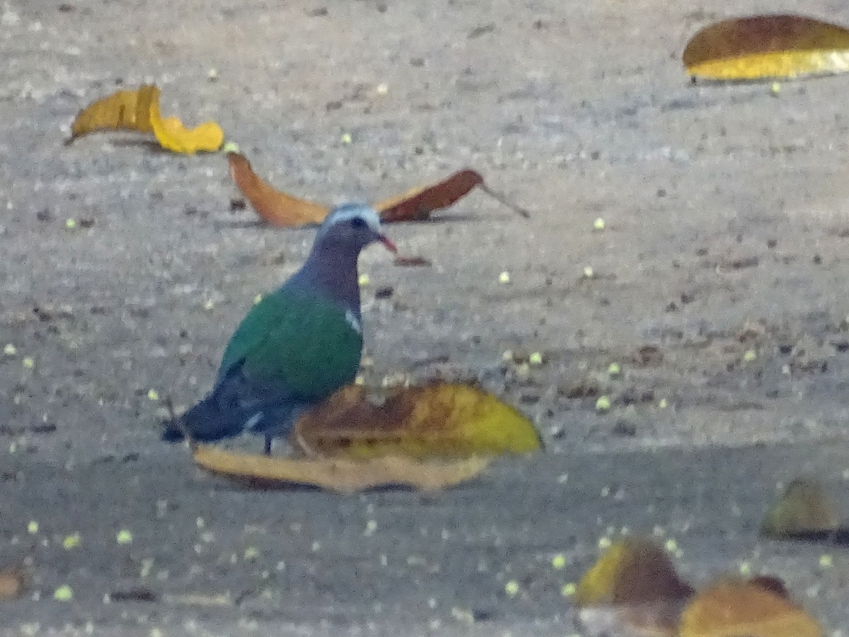 Asian Emerald Dove - Sri Srikumar