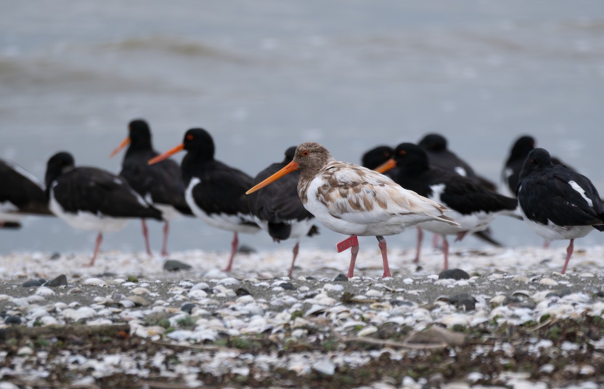 South Island Oystercatcher - ML619382768