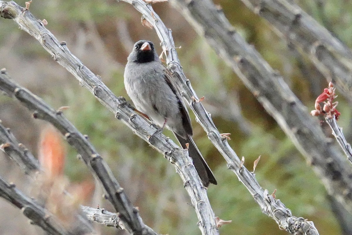 Black-chinned Sparrow - Gilbert Bouchard
