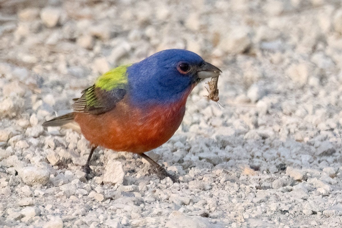 Painted Bunting - Mayve Strong