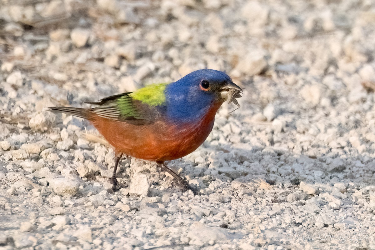 Painted Bunting - Mayve Strong